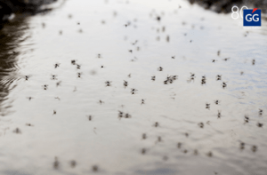 el dengue, nueva amenaza para el sector asegurador