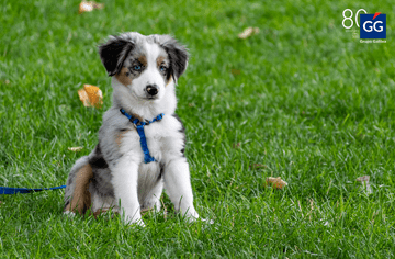 El nuevo seguro que estás obligado a contratar si tienes un perro en 2023 1