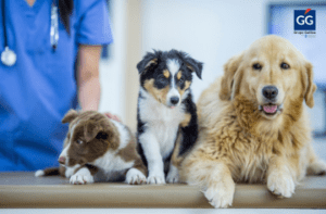 El 76% de los veterinarios confía en los seguros de salud para mascotas para una mejor atención