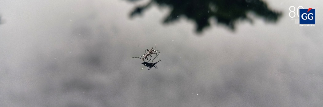 El dengue, nueva amenaza para el sector asegurador 1
