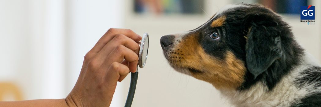 El 76% de los veterinarios confía en los seguros de salud para mascotas para una mejor atención