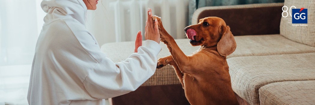El seguro de responsabilidad civil de los perros será obligatorio a partir de septiembre
