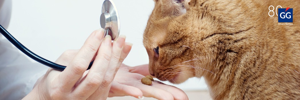 7 de cada 10 veterinarios recomiendan los seguros de Salud para mascotas para mejorar su cuidado 1