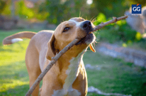 Aumenta la contratación de seguros para perros tras la obligación de cubrir su RC