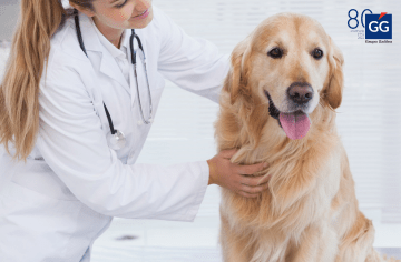 7 de cada 10 veterinarios recomiendan los seguros de Salud para mascotas para mejorar su cuidado 6